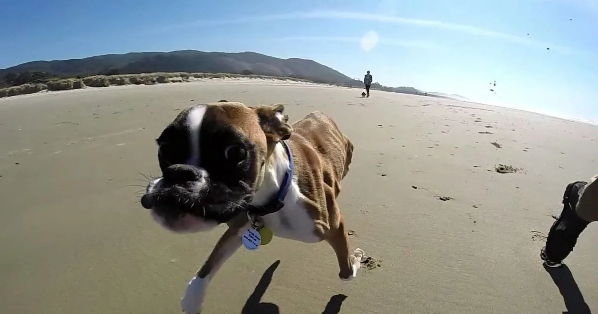 A playful dog with a white and brown coat runs on a sandy beach, with a person and another dog in the background.