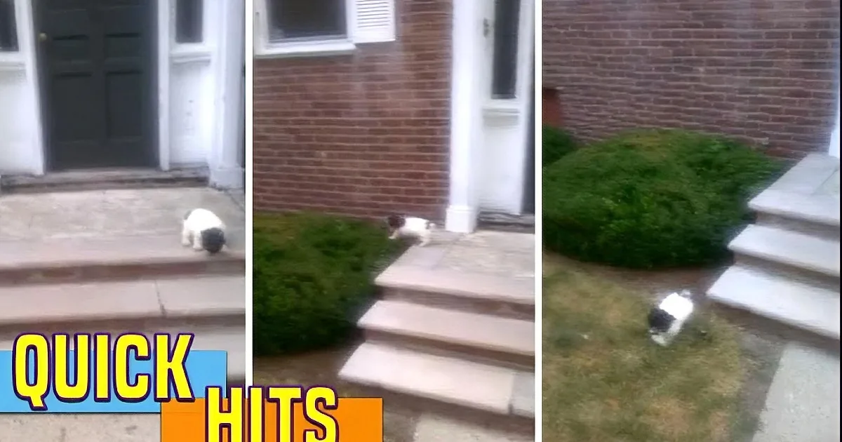 This Poor Puppy Is Scared of Stairs. How He Overcomes It? You''re Going to Be in Hysterics!