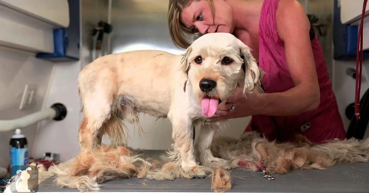 A dog being groomed by a person in a grooming salon, with fur being trimmed off.