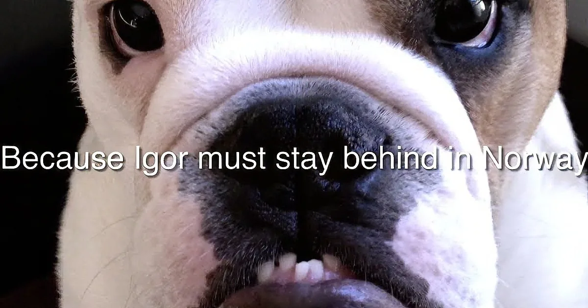 A close-up of a bulldog's face with text overlay saying "Because Igor must stay behind in Norway."