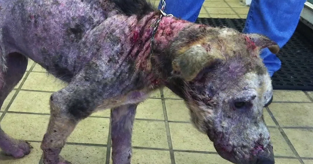 This Poor Dog Was Tortured & Left for Dead... When She Gets a Second Chance at Life? I''m Crying!