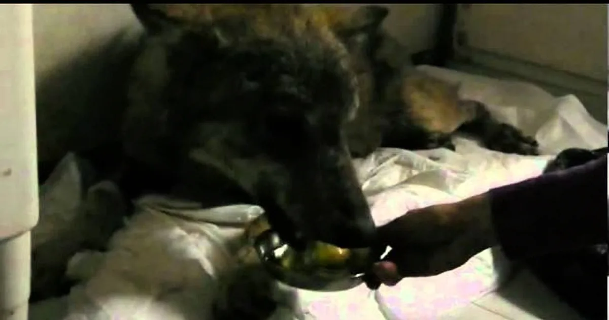 When You See How These People Saved This Wolf Stuck in an Icy Creek, You''ll Be in Tears! OMG!