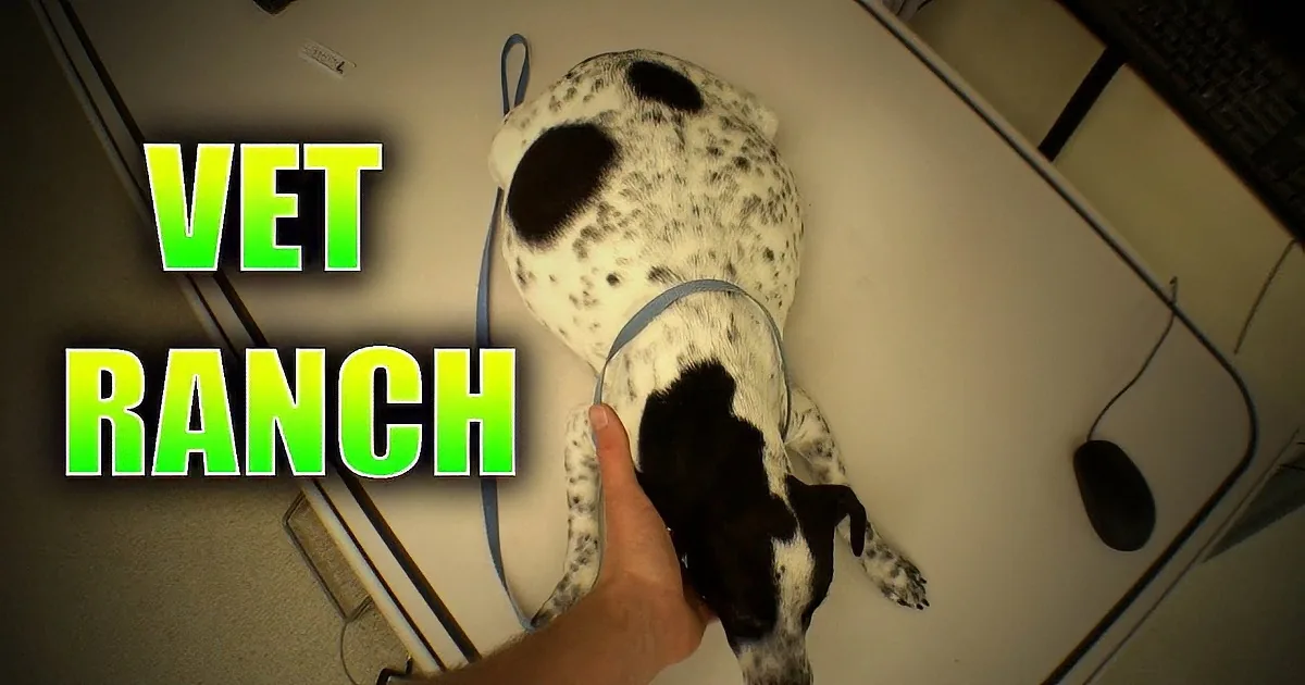 This Poor Pregnant Dog Was About to Be Put Down. When a Vet Stepped in & Did This? Beautiful!