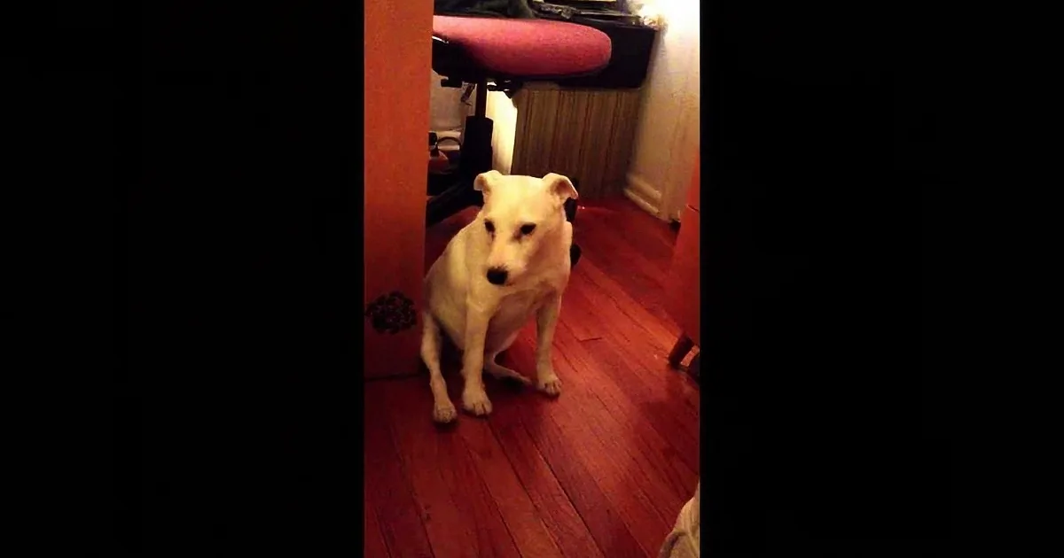 She Confronts Him for Making a Mess. You''ll Be in Disbelief When You See How This Dog Responds!