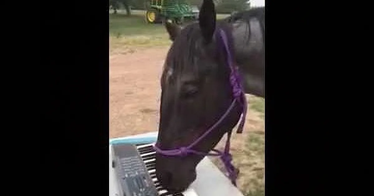 A horse wearing a purple halter is standing next to a keyboard, with a tractor in the background.