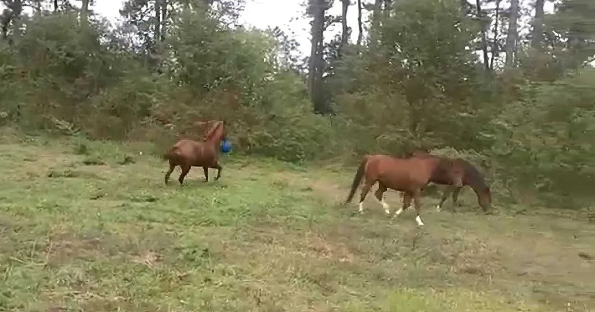 No One Believed Her When She Told Them About Her Horse, so She When Filmed Him Doing This, Whoa!