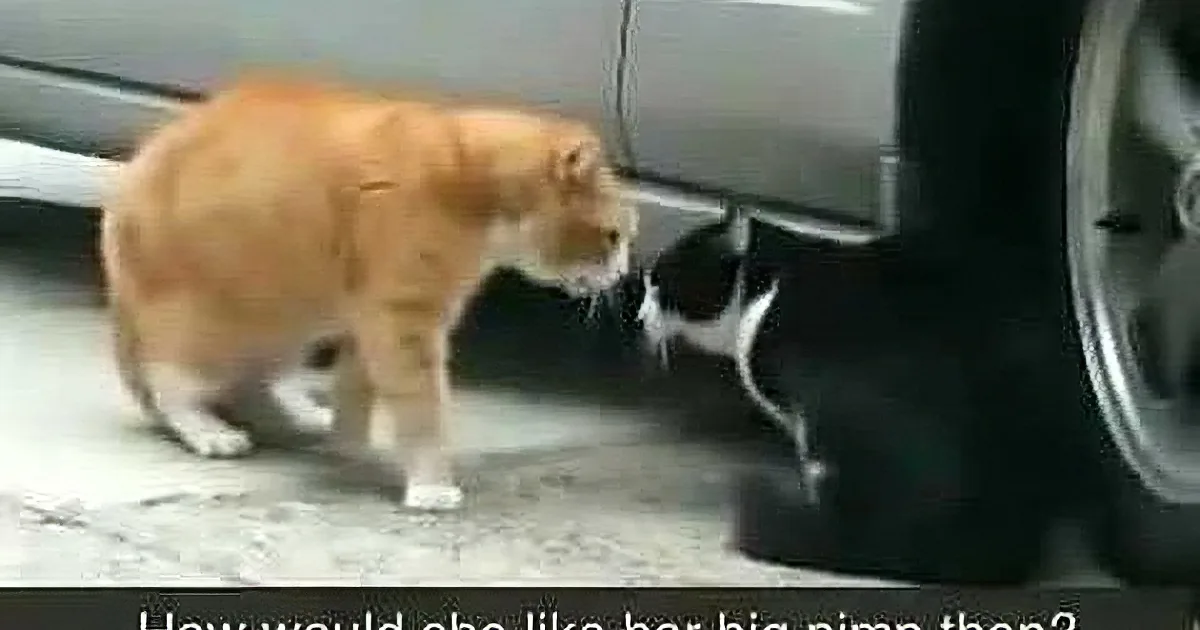 When You Find out Why This Cat Is Shouting at His Friend, You'll Be Floored!