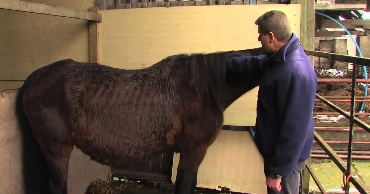 A man in a blue jacket pets a dark brown horse in a stable.