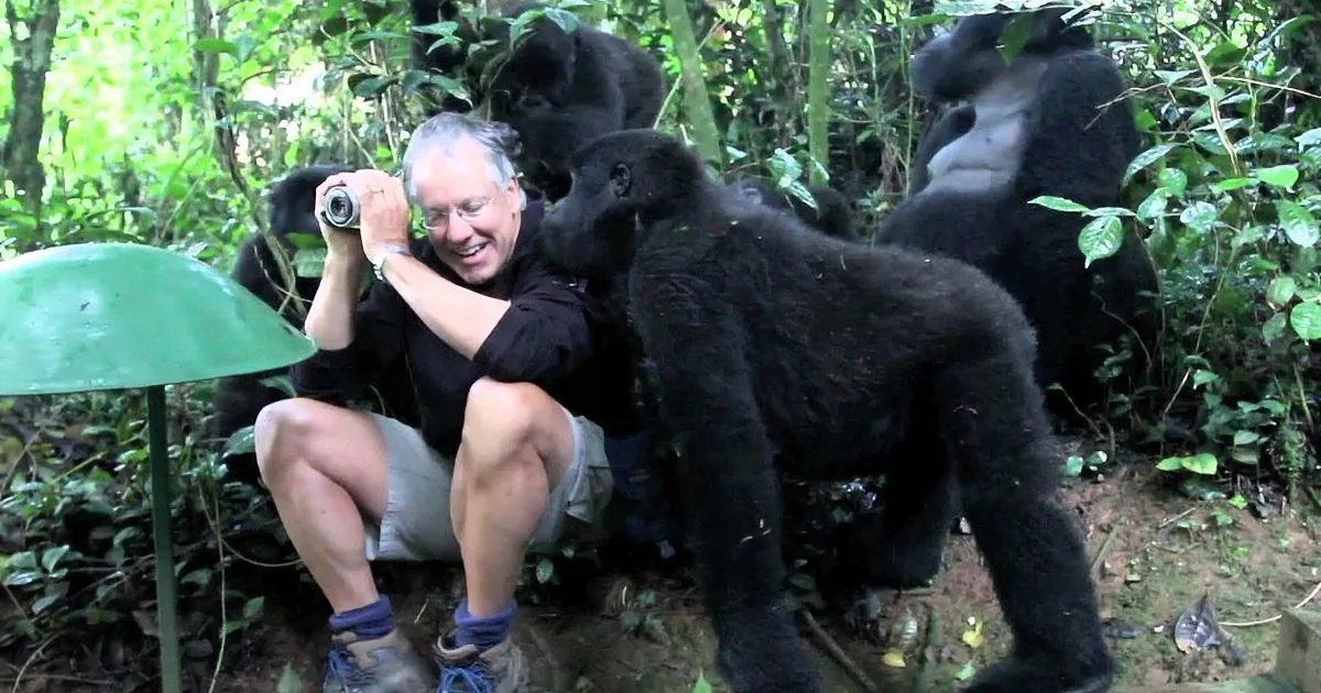A man in a forest interacts closely with a gorilla, holding a camera, surrounded by lush greenery.
