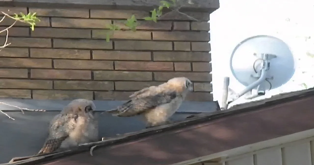 These Owls Were Enjoying Their Day on the Rooftop, Until the Right One Decides to Do This! Hilarious!
