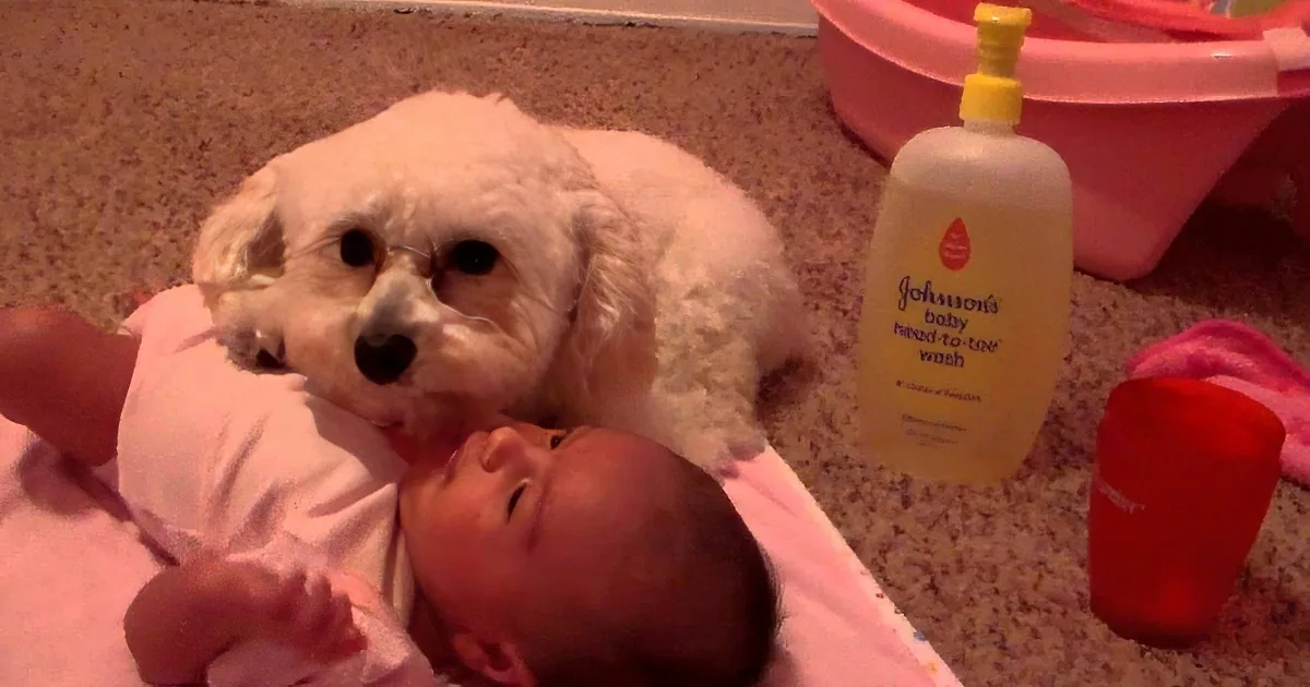 A white dog sits beside a baby wrapped in a pink blanket, with baby wash and a red cup nearby.