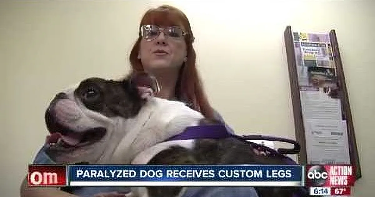 A woman holds a paralyzed dog on a news broadcast discussing its recovery.
