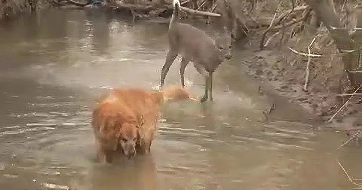 The Jolly Dog Tried to Approach This Deer. How the Deer Reacts? I Didn''t See This Coming!