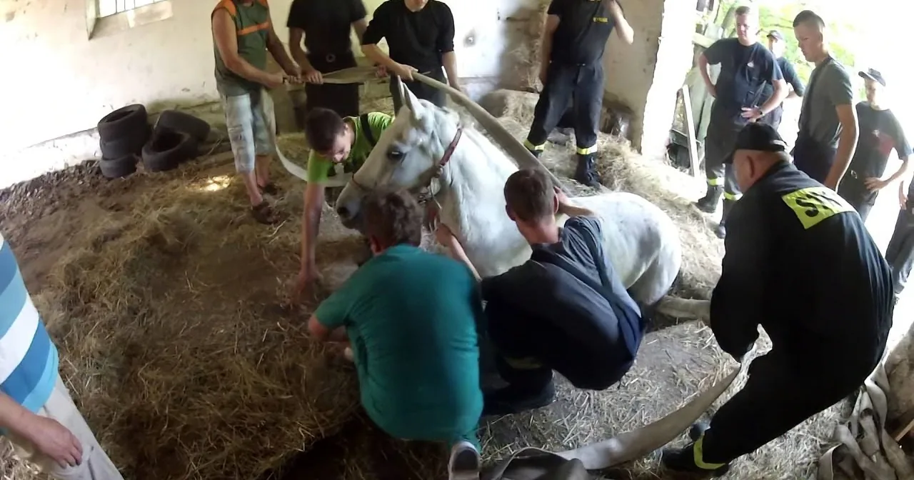 This Horse Was Struggling for Her Life. Watch What This Man Does for Her, Heart Touching!
