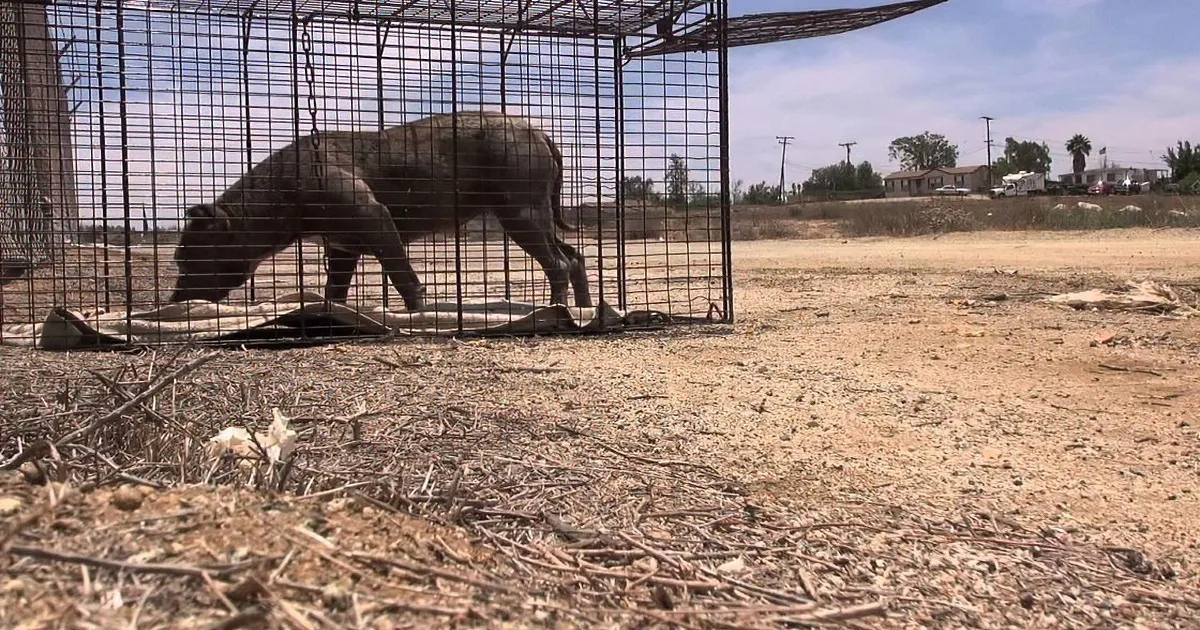 This Pit Bull Looked Strong and Fierce. When I Knew Her Story, I Couldn''t Stop My Tears!