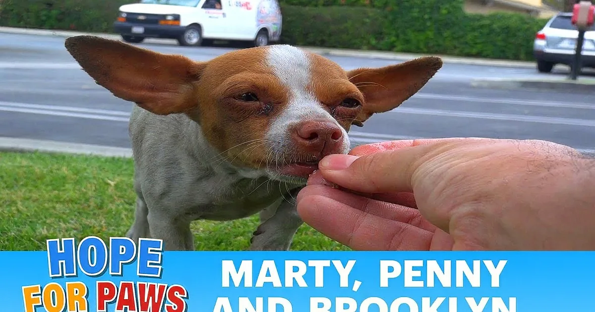 These Chihuahuas Were Shot & Left for Dead... What Happens Then Will Make You Cry Like a Baby!