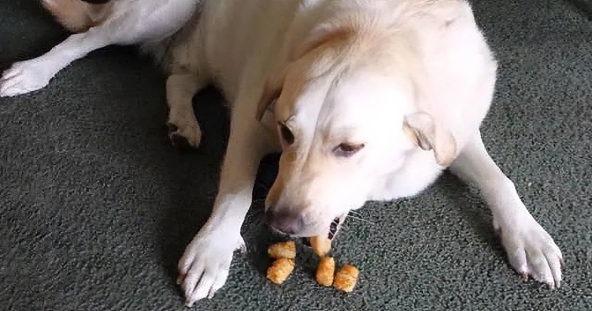 He Was Hiding Some Treats in His Mouth. but What He Did When He Got Caught Made Me Roll on the Floor!