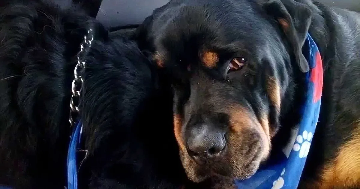 A Rottweiler dog wearing a blue bandana with paw prints is lying down, looking directly at the camera.