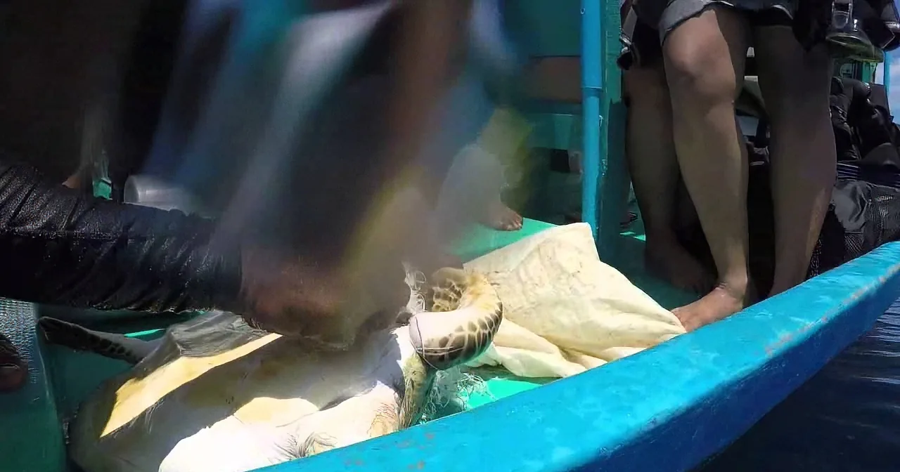 They Were Excited When They Saw a Baby Sea Turtle. When They Went Closer? Heartbreaking!