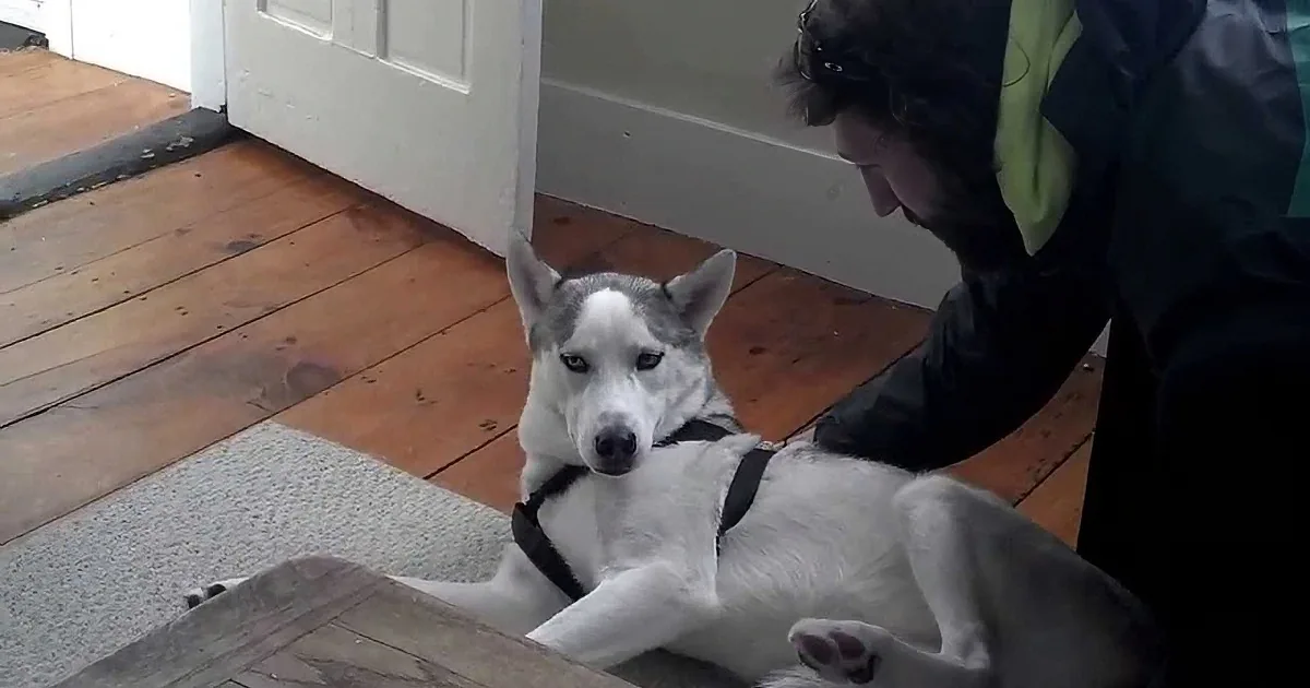 A husky dog lies on its back on a wooden floor, looking up at a person wearing a green jacket.