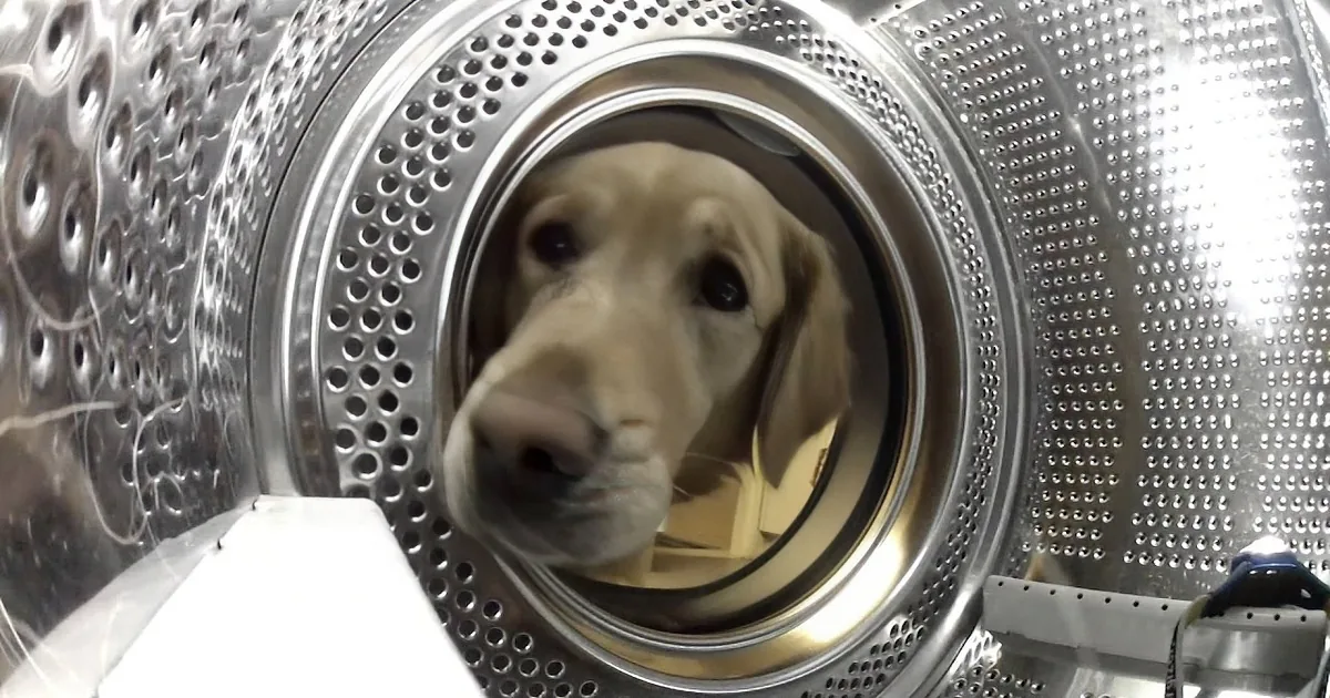 She Loves Her Teddy Bear. What This Dog Does When Mom Takes It for a Wash? Aww, Adorable!