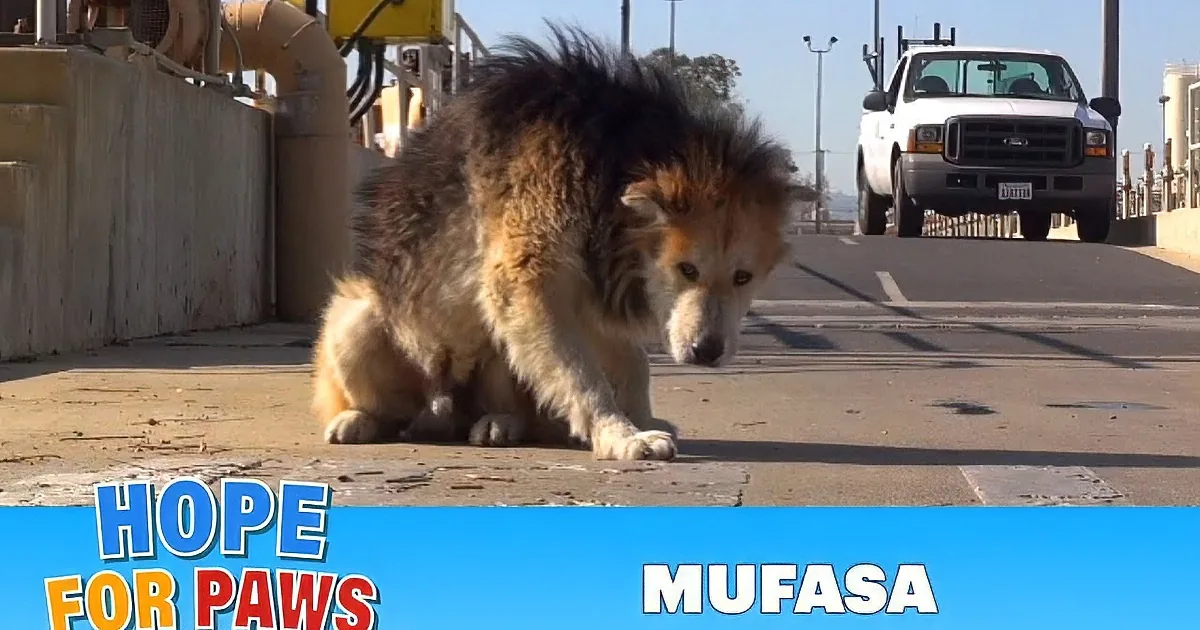 These Rescuers Found This Dog Living Near Harmful Chemical Tanks. but What Happens Next? Touching!