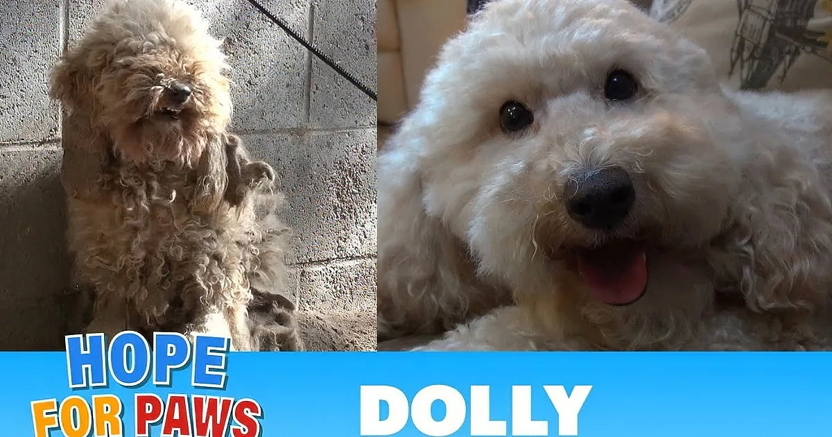 Two fluffy dogs, one dirty and one clean, with text indicating a comparison.