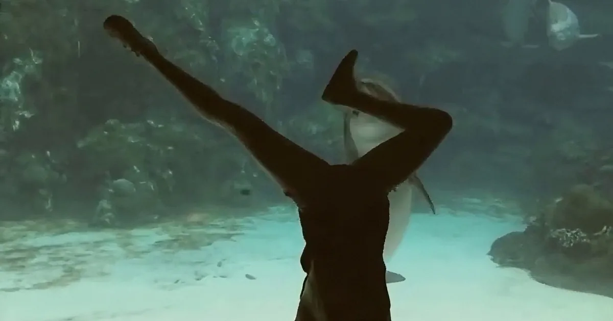 This Girl Grabs the Attention of One Dolphin. but What Follows Is Truly Heart-Warming