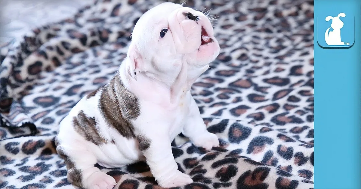 A cute bulldog puppy with white and brown fur sits on a leopard-print blanket, looking up.