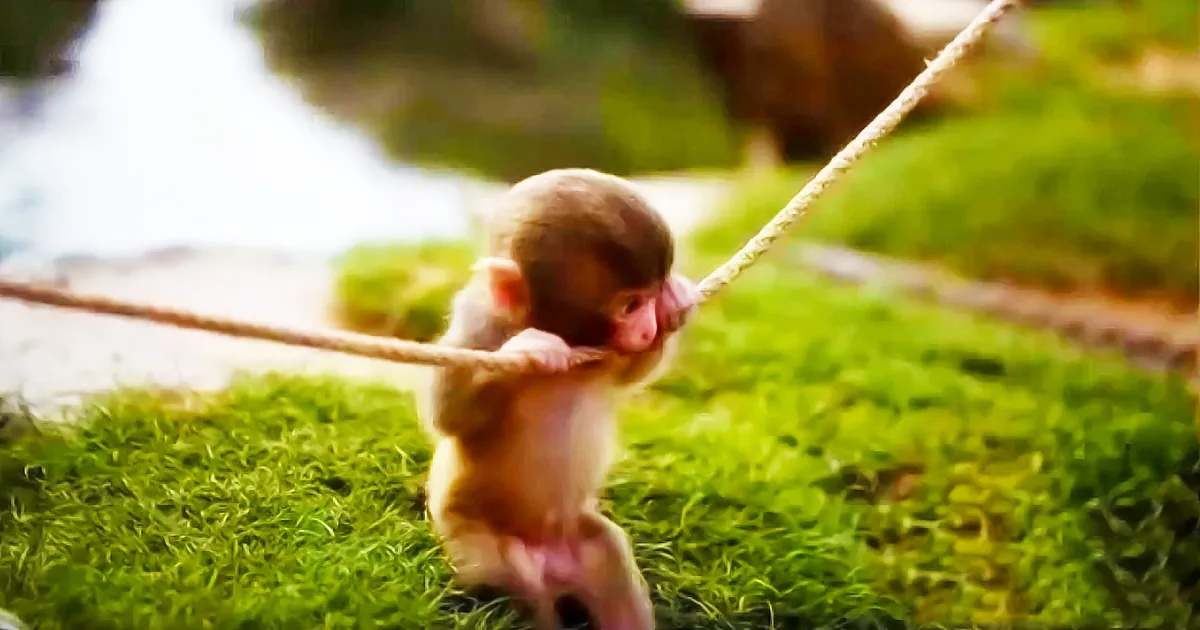 A baby monkey clings to a rope on a grassy area with a blurred background.