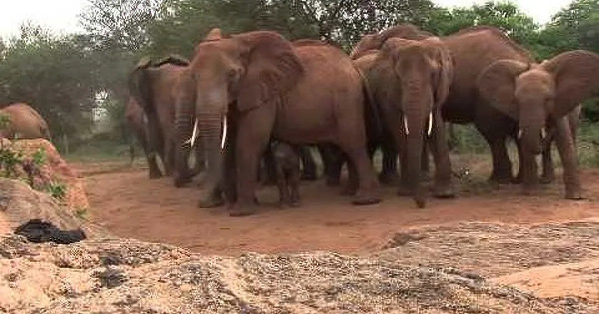 A herd of elephants stands on a dirt path surrounded by trees and rocks.