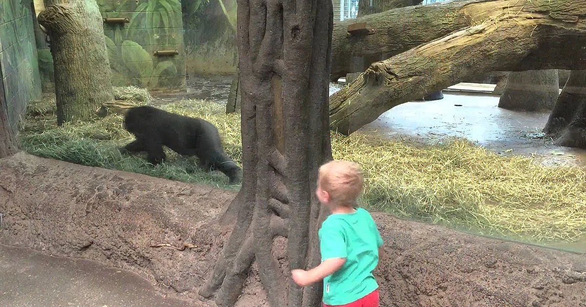 A gorilla and a child observe each other in a zoo enclosure with trees and straw.