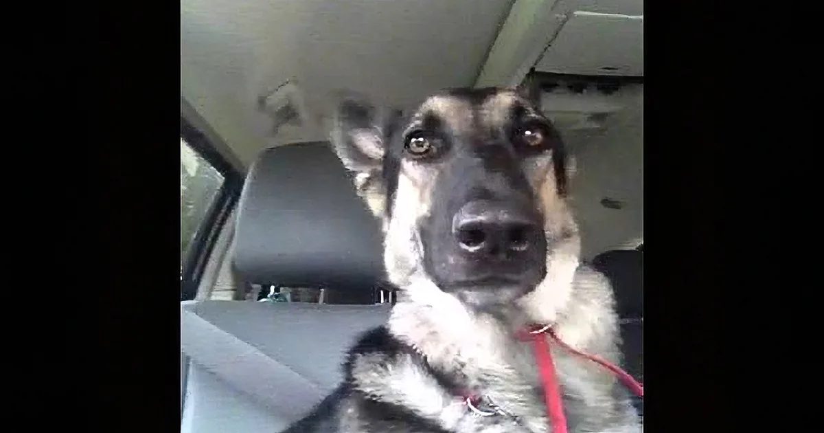 Dad Played a Song on the Radio. Wait and Watch What His Dog Does With His Ears! OMG!