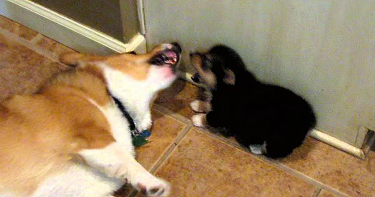 A corgi dog is playfully interacting with a small black dog on a tiled floor.