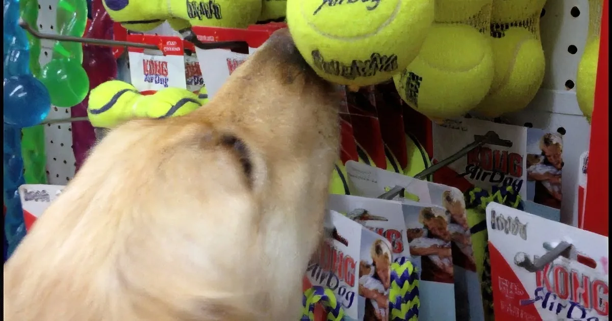 A dog is playfully interacting with a yellow tennis ball in a pet store aisle.