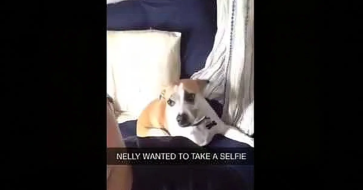 A dog, Nelly, sits on a bed with a pillow, looking at the camera, captioned "Nelly wanted to take a selfie."