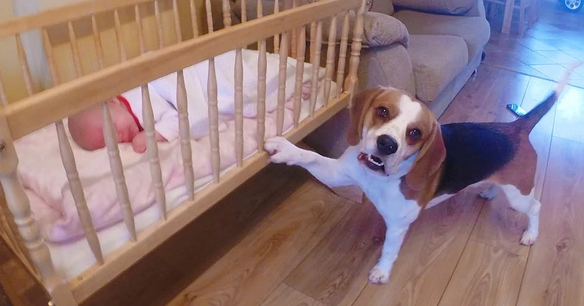 Mom Couldn''t Calm Her Crying Baby, but What the Dog Does? I Didn''t Expect This!
