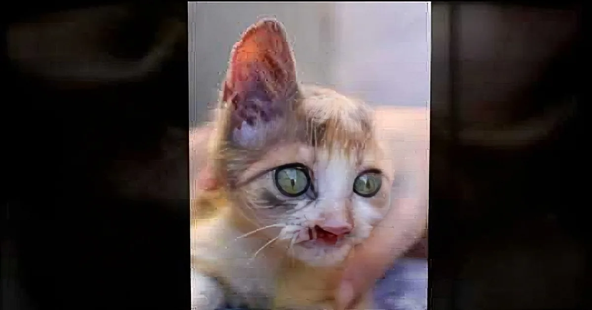 When They Found This Cat, She Was Almost Dead. Look at Her Now! Truly a Beautiful Story!