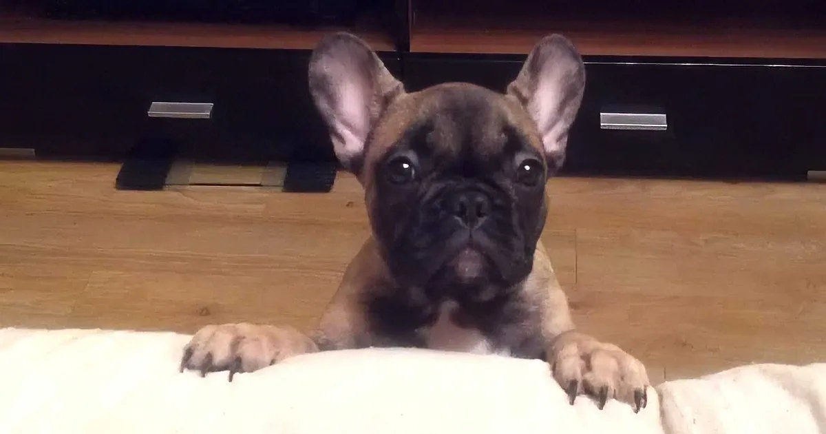 A French Bulldog puppy with a black and tan coat is lying on a wooden floor, looking up with its paws on a white blanket.
