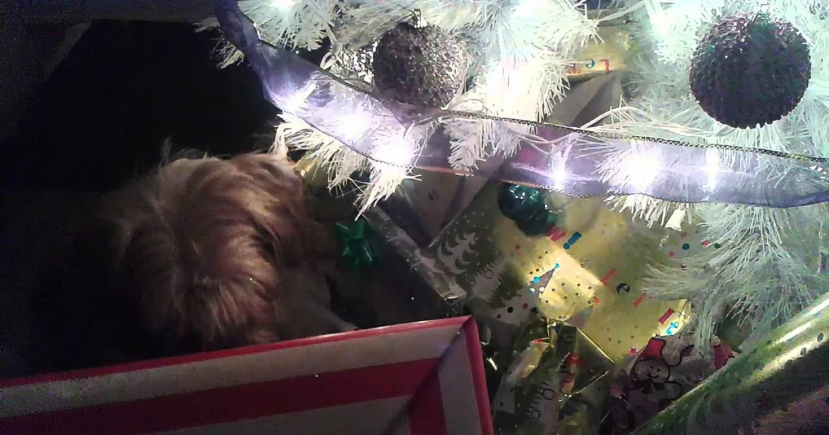 This Dog Knows That the Time of Year Has Arrived. What She Does Next Will Leave Your Mouth Agape!