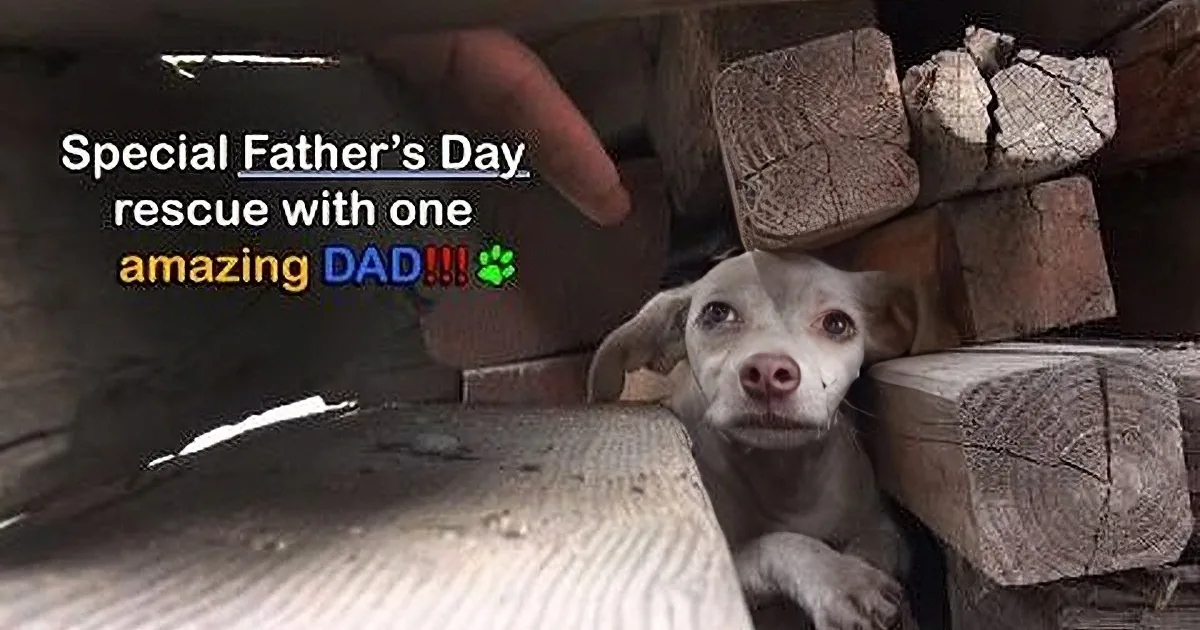 When They Rescued This Mom & Her Puppies, They Were Not Expecting This Surprise! Wow!