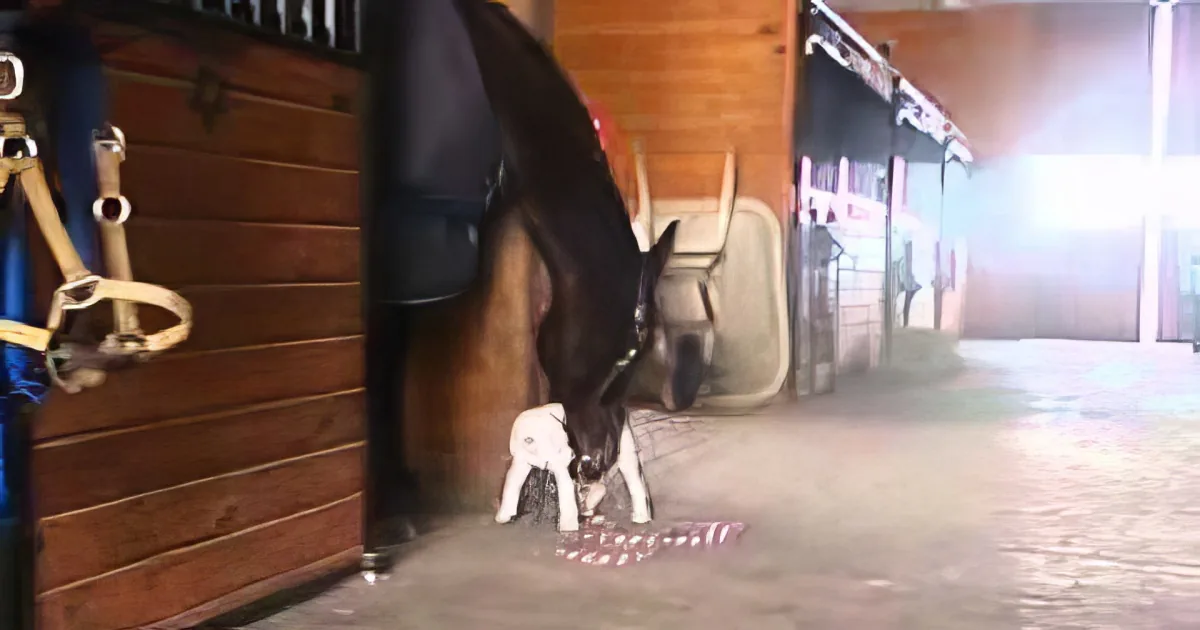 A Pit Bull Approached This Giant Horse. When He Did This? I Can''t Believe My Eyes!