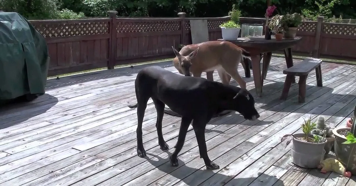 That Dog Has a Very Special Friend. but Wait Till You See Who It Is! Awww!