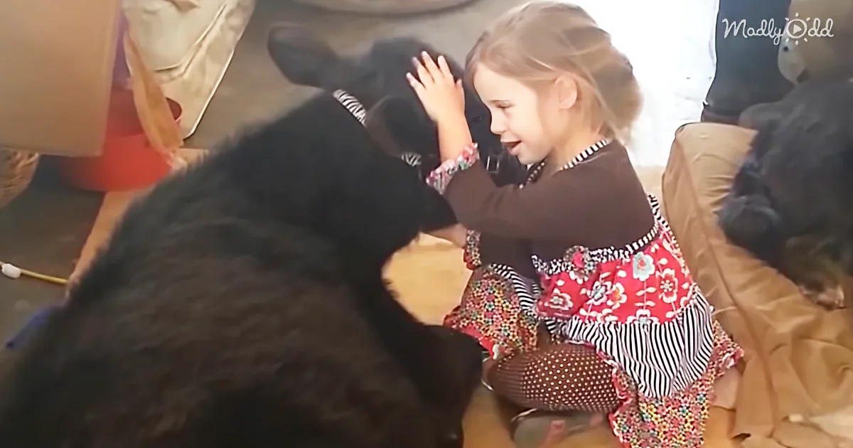 There Is a Lot of Explaining to Do When Mom Comes Home to Find a Cow Inside