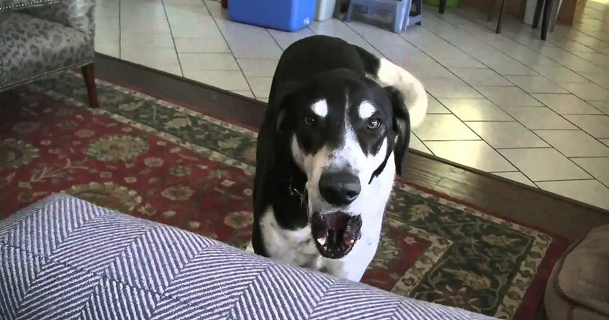 He Brought a Kitten Home, He Was Not Expecting His Dog to React This Way! LOL!