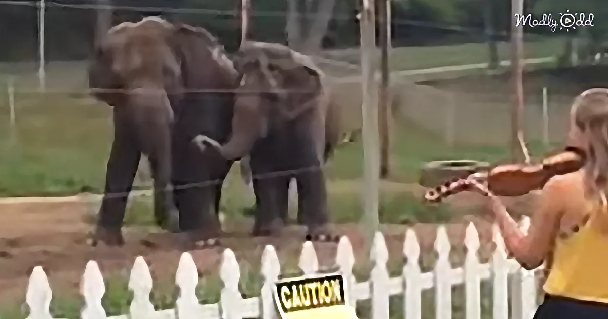 A woman plays violin near elephants behind a white picket fence with a caution sign.