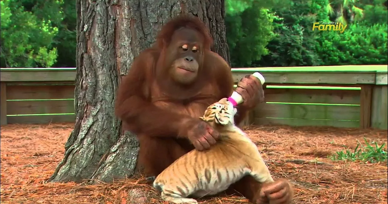 An orangutan holds a bottle feeding a tiger cub in a zoo setting.