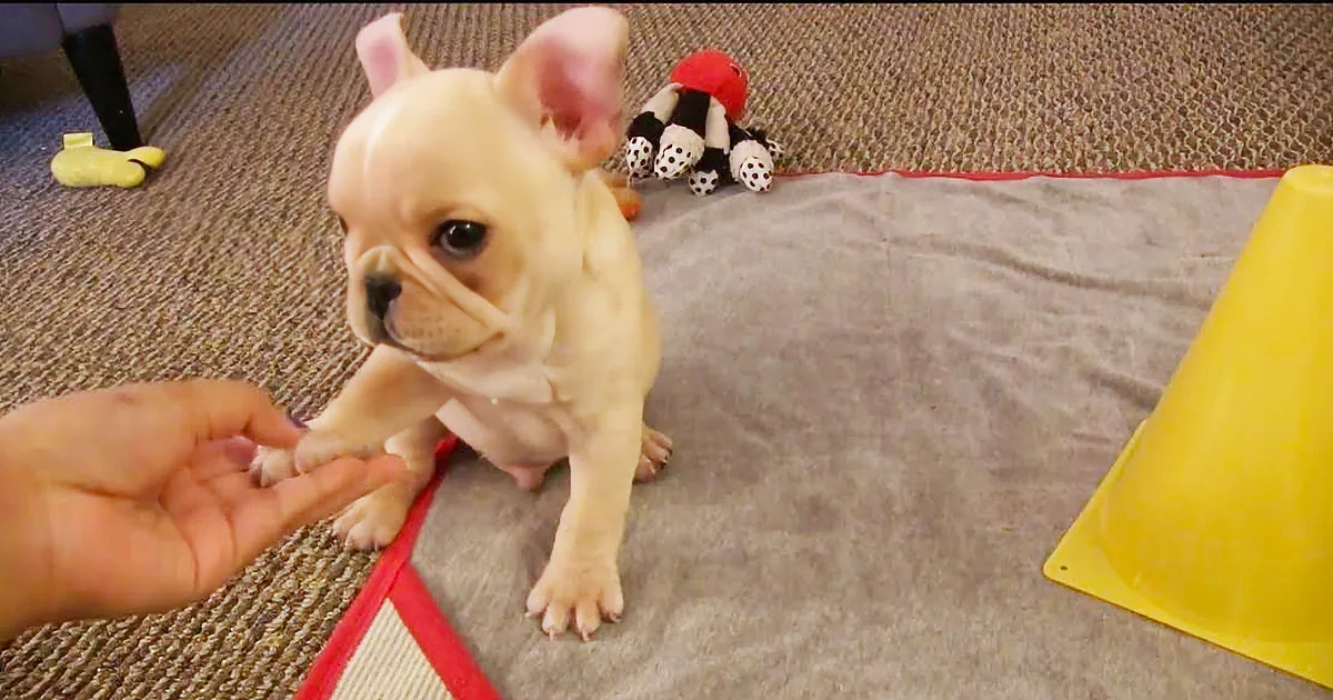 A small French Bulldog puppy stands on a mat, reaching for a hand, with toys and a yellow cone nearby.
