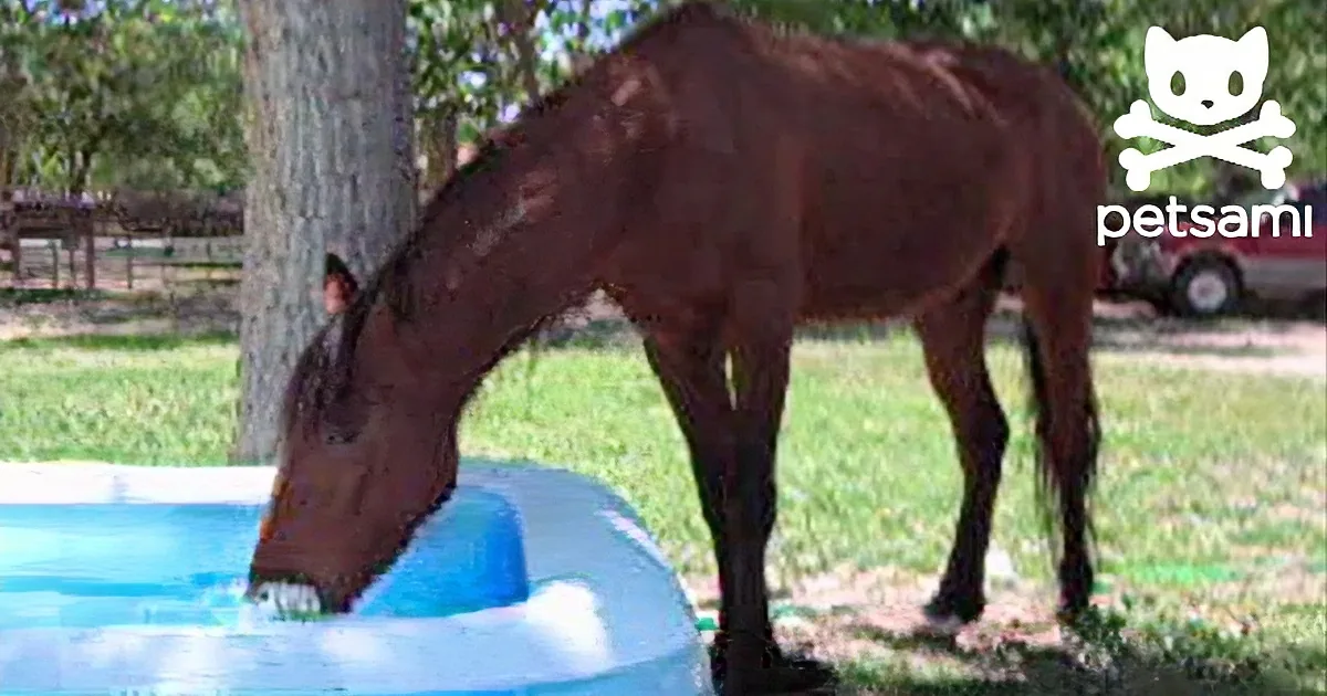 That Horse Wants to Fight the Summer Heat. What Happens When He Sees the Kiddie Pool? I Can''t Stop Laughing!