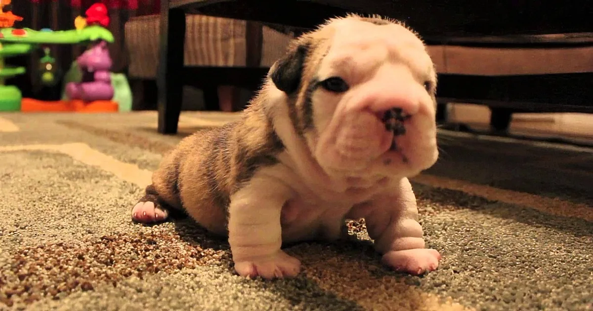A bulldog puppy with a wrinkled face and striped fur is crawling on a carpeted floor.